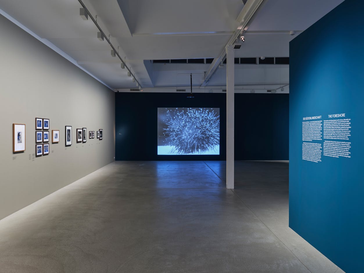 <div>Installation view <em>Jean Painlevé – Feet in the Water</em>, Fotomuseum Winterthur © Fotomuseum Winterthur / Conradin Frei</div>