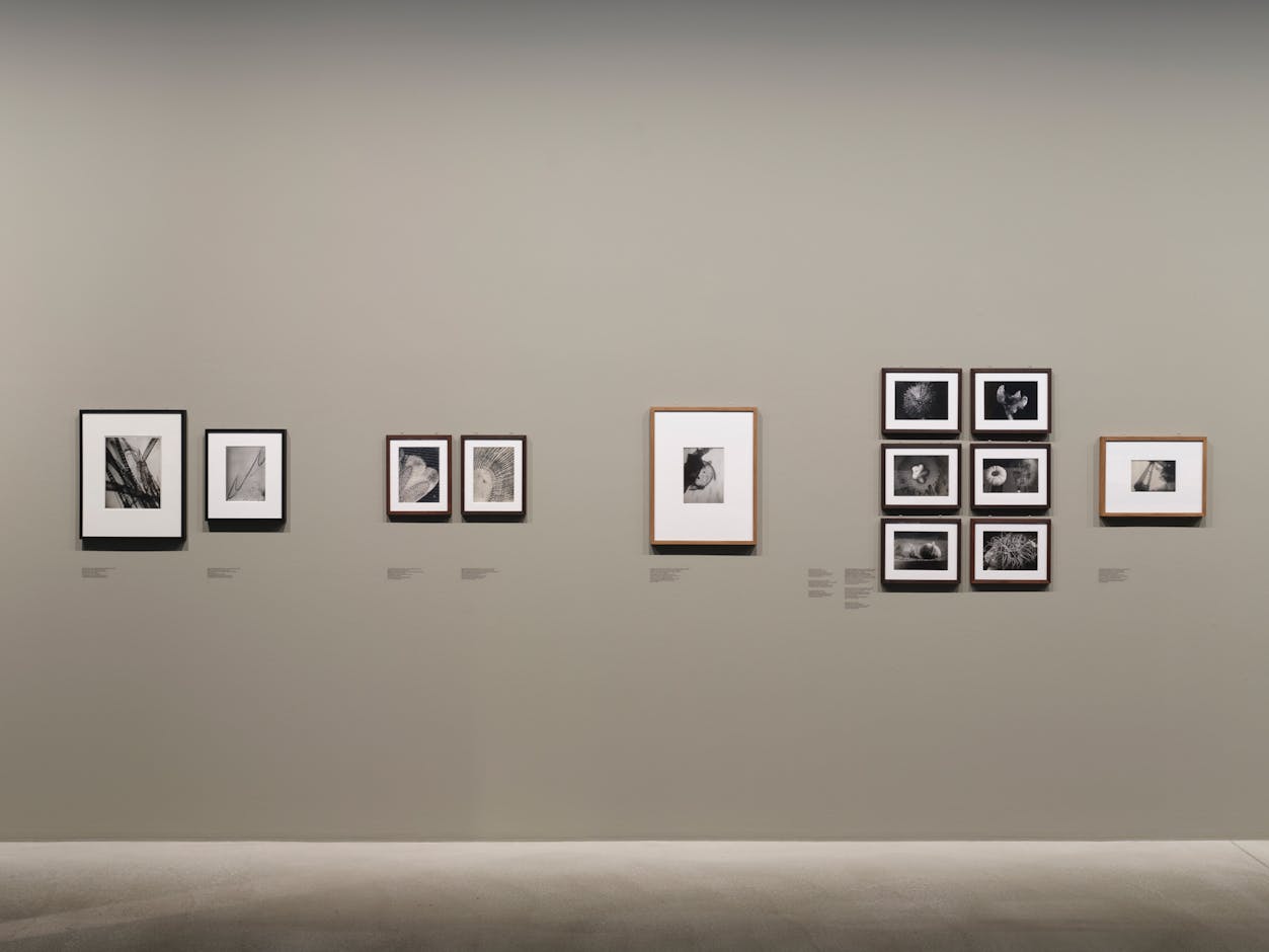 <div>Installation view <em>Jean Painlevé – Feet in the Water</em>, Fotomuseum Winterthur © Fotomuseum Winterthur / Conradin Frei</div>