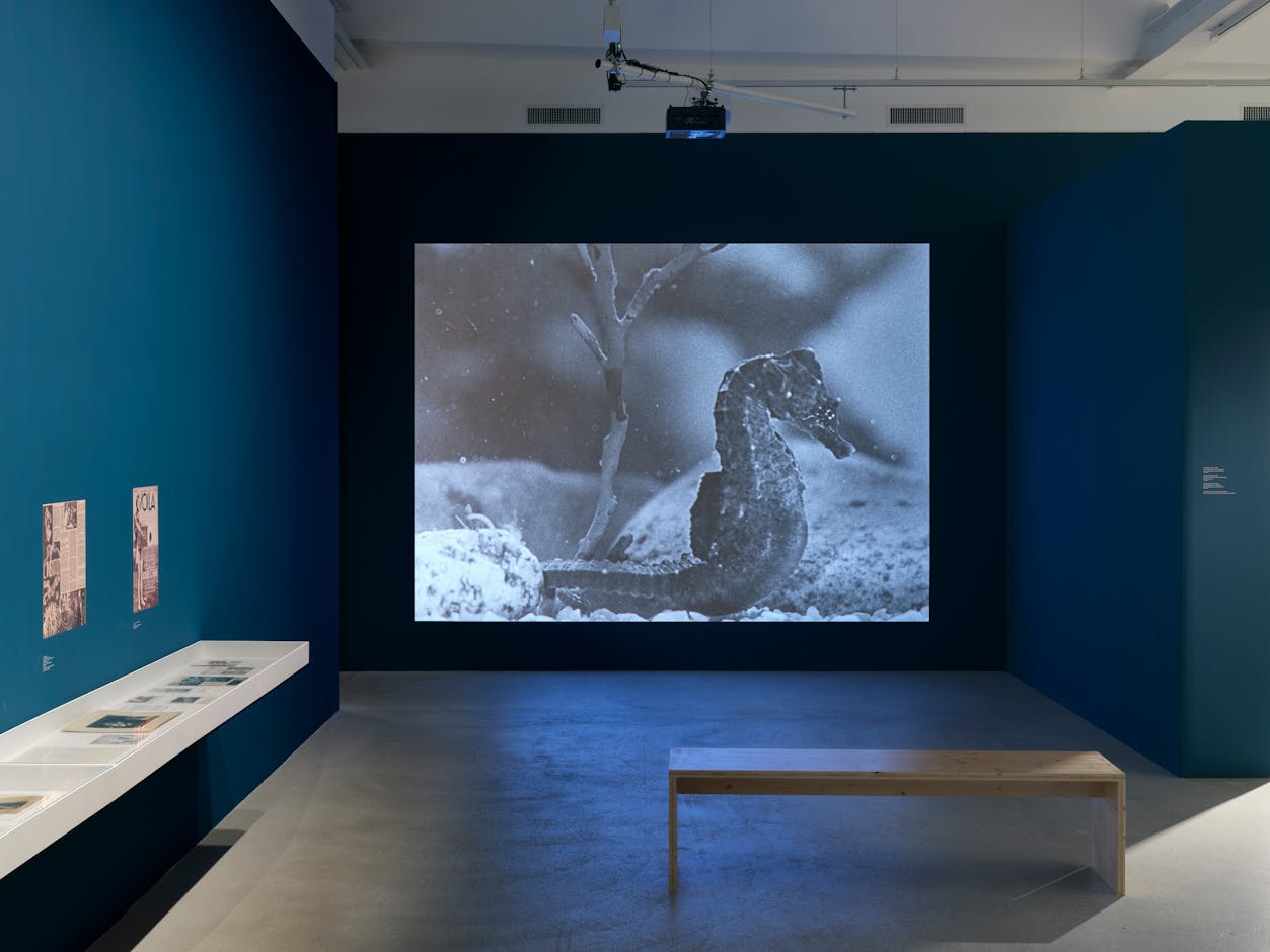 <div>Installation view <em>Jean Painlevé – Feet in the Water</em>, Fotomuseum Winterthur © Fotomuseum Winterthur / Conradin Frei</div>