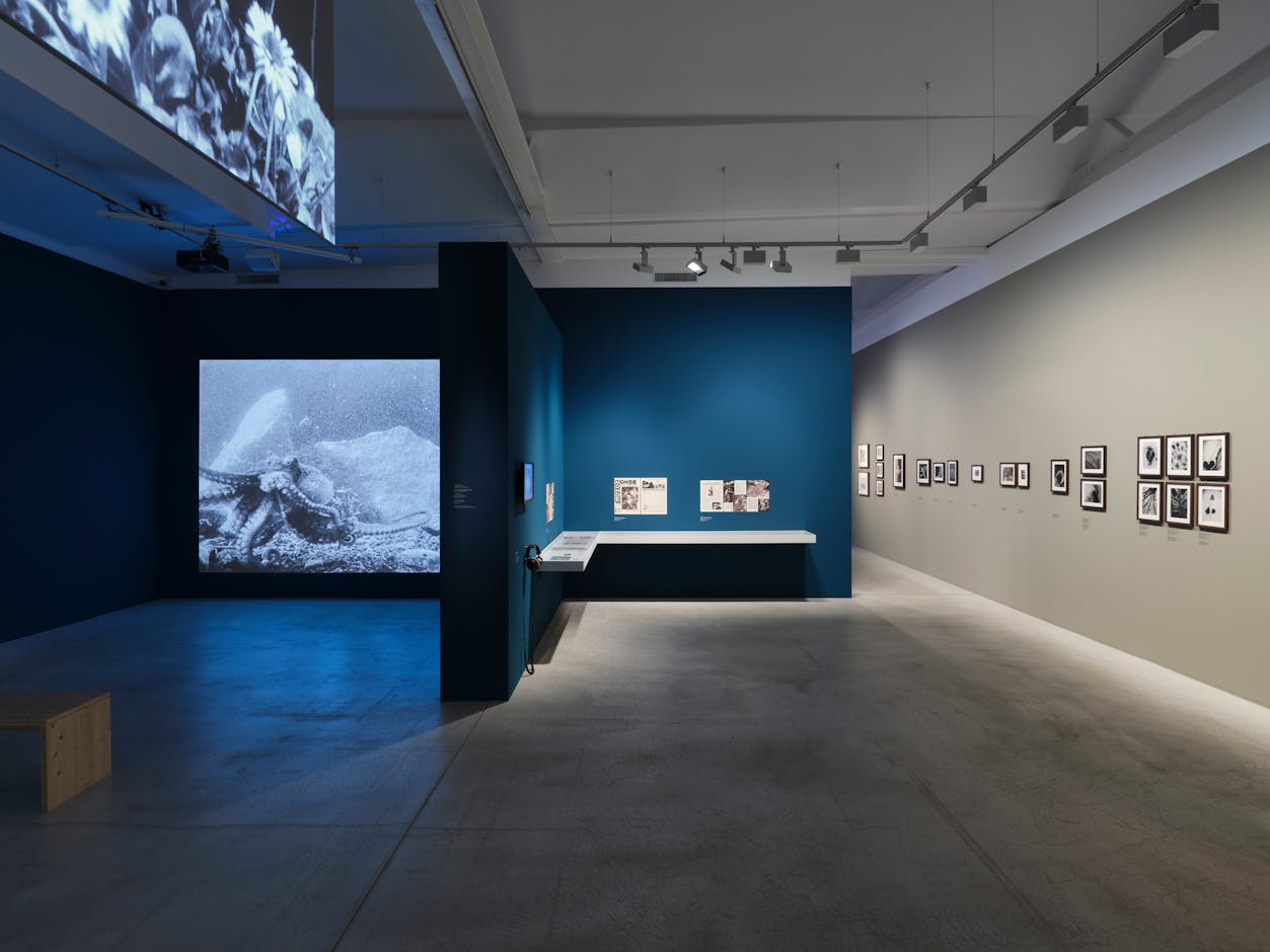 <div>Installation view <em>Jean Painlevé – Feet in the Water</em>, Fotomuseum Winterthur © Fotomuseum Winterthur / Conradin Frei</div>