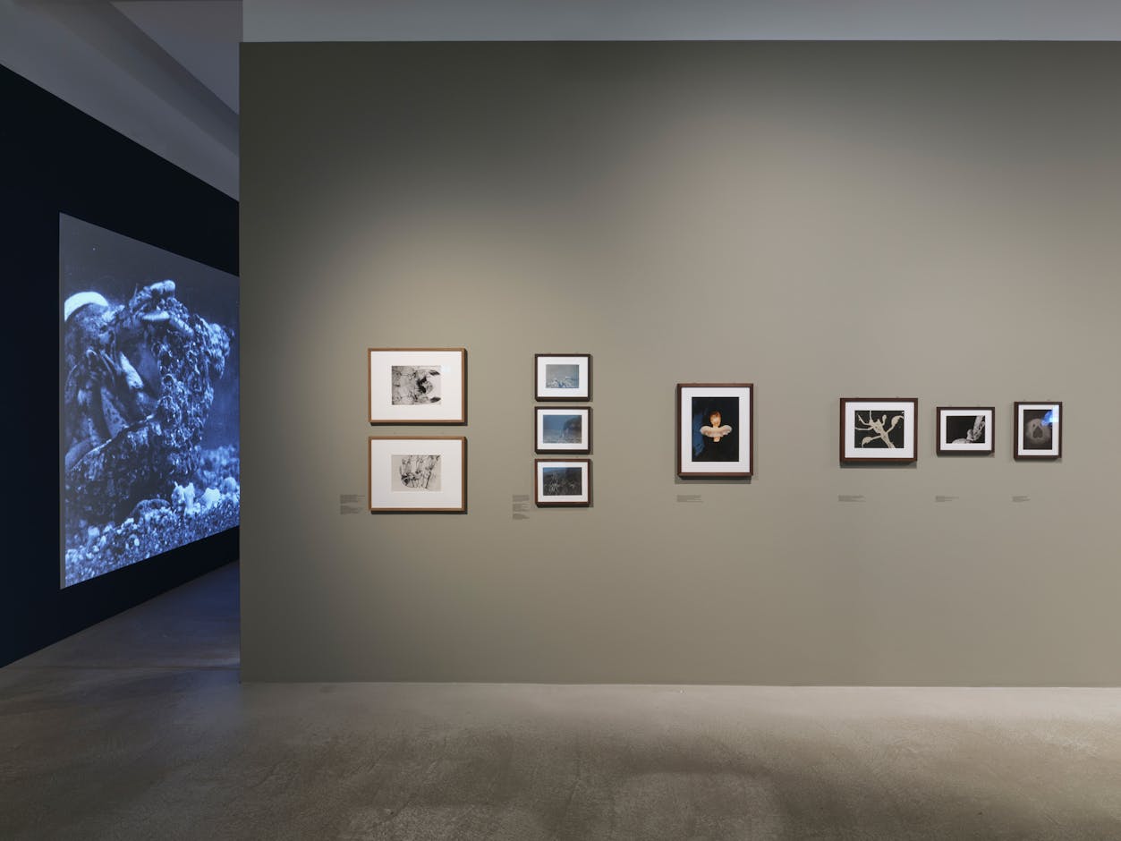 <div>Installation view <em>Jean Painlevé – Feet in the Water</em>, Fotomuseum Winterthur © Fotomuseum Winterthur / Conradin Frei</div>