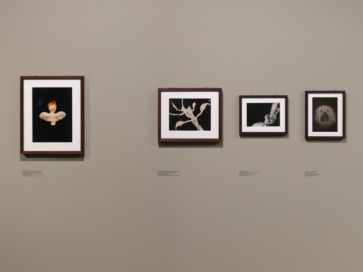 <div>Installationsansicht <em>Jean Painlevé – Les pieds dans l’eau</em>, Fotomuseum Winterthur ©</div><div>Fotomuseum Winterthur / Conradin Frei</div>